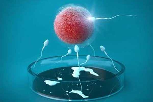 助孕费用,精子质量影响受孕成功率，如何提高精子质量？